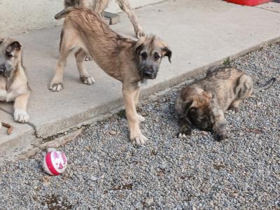 IKC Registered Irish Wolfhound puppies in in Tipperary