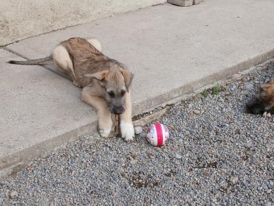 IKC Registered Irish Wolfhound puppies in in Tipperary
