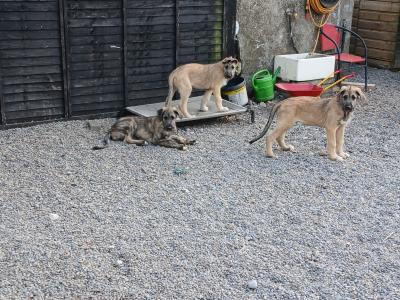 IKC Registered Irish Wolfhound puppies in in Tipperary