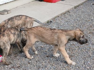 IKC Registered Irish Wolfhound puppies in in Tipperary