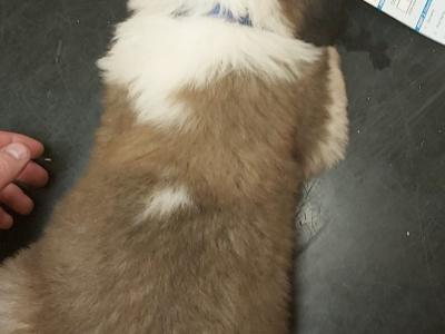 Pedigree Saint Bernard puppies in Roscommon