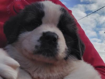 Pedigree Saint Bernard puppies in Roscommon