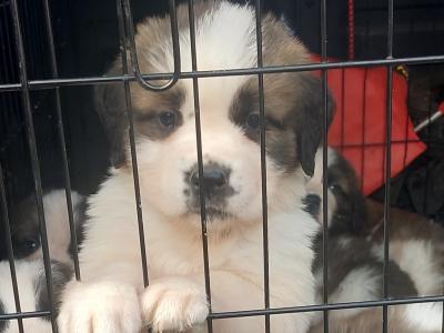 Pedigree Saint Bernard puppies in Roscommon