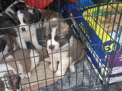 Pedigree Saint Bernard puppies in Roscommon