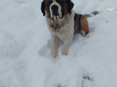 Pedigree Saint Bernard puppies in Roscommon