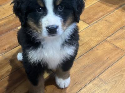 Purebred Bernese Mountain Dog puppies in Laois