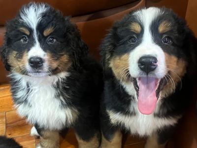 Purebred Bernese Mountain Dog puppies in Laois