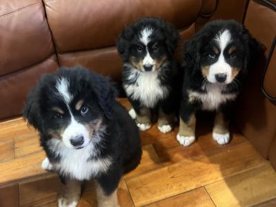 Purebred Bernese Mountain Dog puppies in Laois