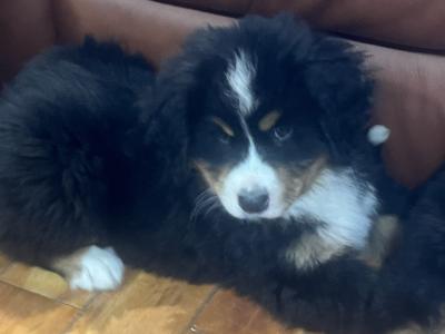 Purebred Bernese Mountain Dog puppies in Laois