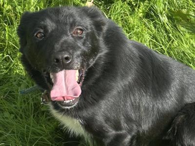 Male Sheepdog for sale in Sligo