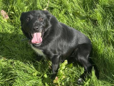 Bruce is a male Border Collie Sheepdog for sale in Sligo