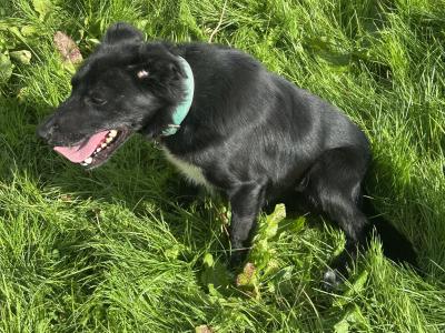 Male Sheepdog for sale in Sligo