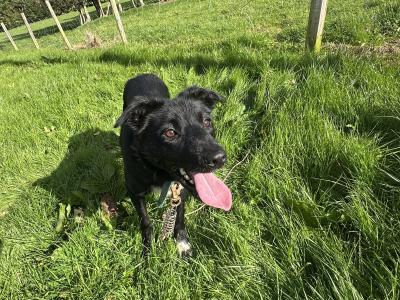 Male Sheepdog for sale in Sligo