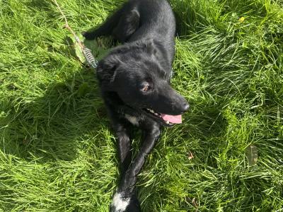 Male Sheepdog for sale in Sligo