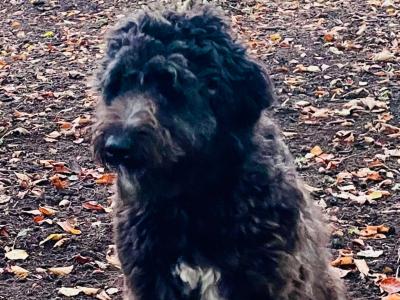 2 lovely Non Shed male Bordoodles (Border Collie x Doodles) for sale in Mayo