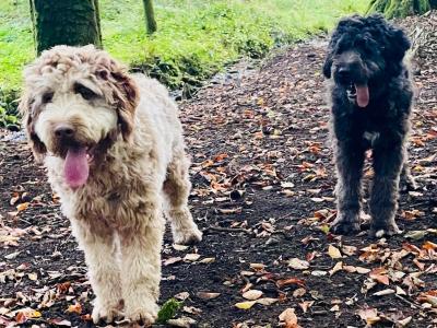2 lovely Non Shed male Bordoodles (Border Collie x Doodles) for sale in Mayo