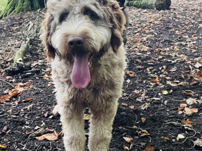 2 lovely Non Shed male Bordoodles (Border Collie x Doodles) for sale in Mayo