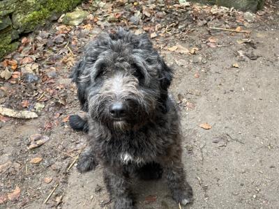 2 lovely Non Shed male Bordoodles (Border Collie x Doodles) for sale in Mayo
