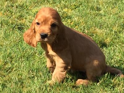 Beautiful Cocker Spaniel puppies in Wexford
