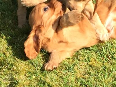Beautiful Cocker Spaniel puppies in Wexford