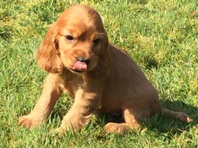 Beautiful Cocker Spaniel puppies in Wexford