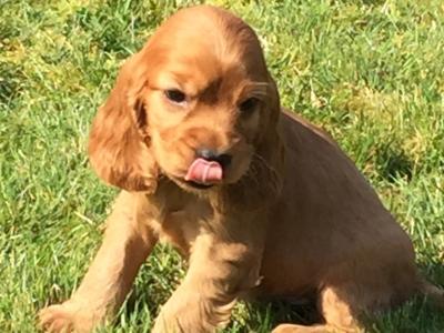 Beautiful Cocker Spaniel puppies in Wexford