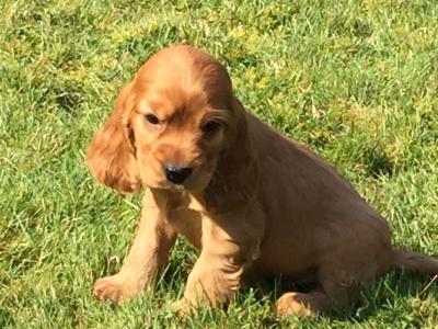 Beautiful Cocker Spaniel puppies in Wexford