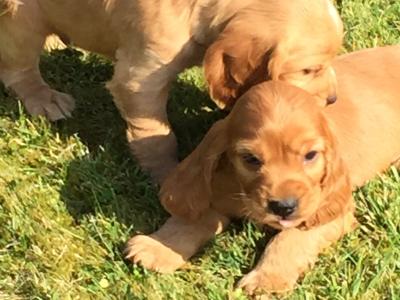 Beautiful Cocker Spaniel puppies in Wexford
