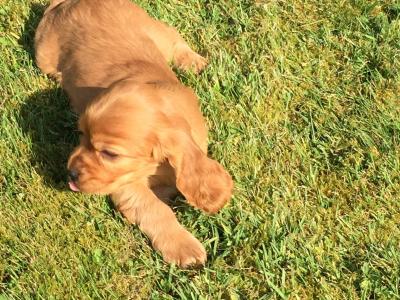 Beautiful Cocker Spaniel puppies in Wexford