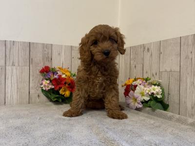 5 Adorable Cavapoo puppies in Limerick