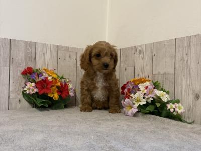 5 Adorable Cavapoo puppies in Limerick