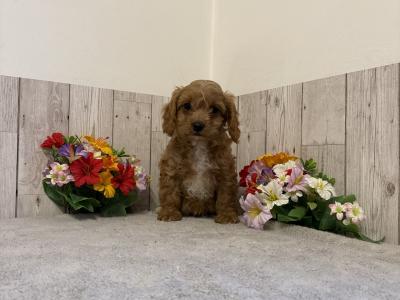 5 Adorable Cavapoo puppies in Limerick