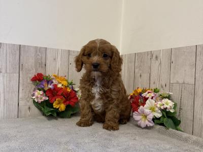 5 Adorable Cavapoo puppies in Limerick