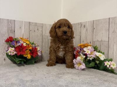 5 Adorable Cavapoo puppies in Limerick