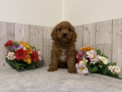 5 Adorable Cavapoo puppies in Limerick