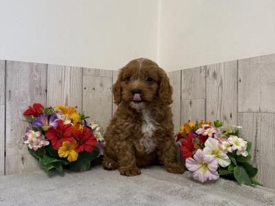 5 Adorable Cavapoo puppies in Limerick