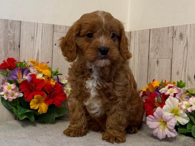 5 Adorable Cavapoo puppies in Limerick