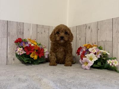 5 Adorable Cavapoo puppies in Limerick