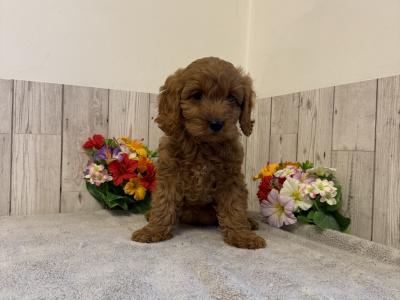 5 Adorable Cavapoo puppies in Limerick