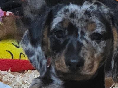 Miniature Smooth-haired Dachshund puppies in Tipperary