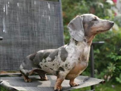 Miniature Smooth-haired Dachshund puppies in Tipperary