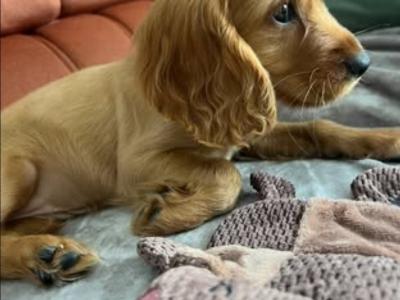 Cocker Spaniel puppies in Carlow €475