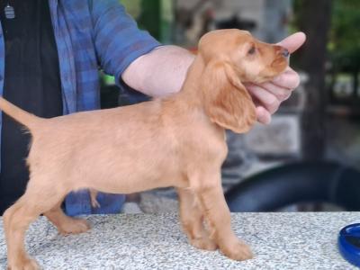Cocker Spaniel puppies in Carlow €475