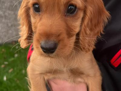 Cocker Spaniel puppies in Carlow €475