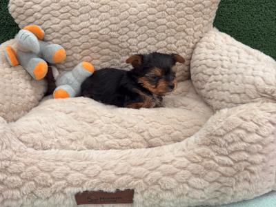 The Heart Throb ❤️ T Cup female Yorkshire Terrier puppy in Wexford