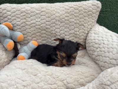 The Heart Throb ❤️ T Cup female Yorkshire Terrier puppy in Wexford