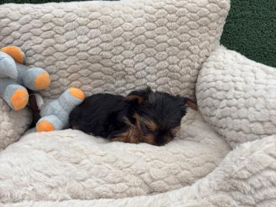 The Heart Throb ❤️ T Cup female Yorkshire Terrier puppy in Wexford