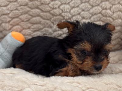 The Heart Throb ❤️ T Cup female Yorkshire Terrier puppy in Wexford
