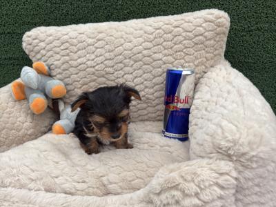 The Heart Throb ❤️ T Cup female Yorkshire Terrier puppy in Wexford