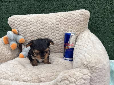 The Heart Throb ❤️ T Cup female Yorkshire Terrier puppy in Wexford